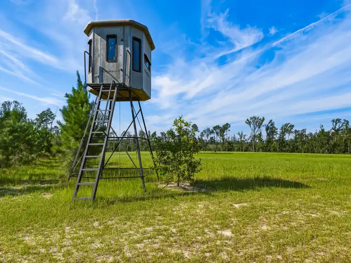 Box blind on a green food plot